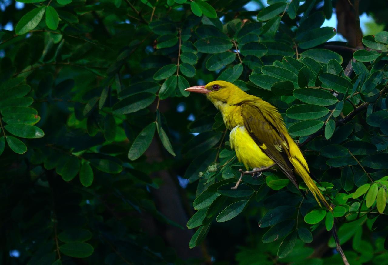 Nature Resort Agra  Ngoại thất bức ảnh